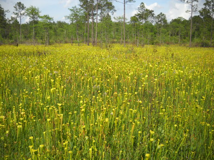 A marshy filed at the Crosby arberetum