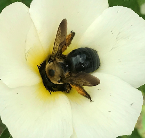 A bumblebee on a white flower